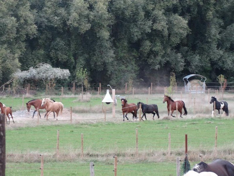 EQUI-libre Paddock Paradise des Hauts-Pays - photo 1