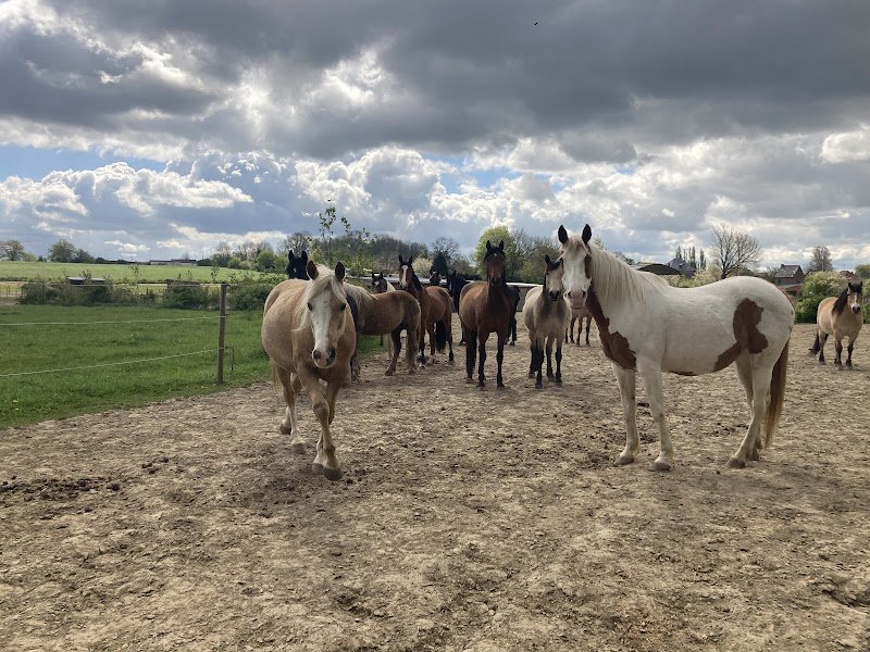 EQUI-libre Paddock Paradise des Hauts-Pays - photo 2