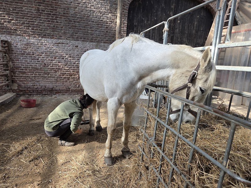 Ecurie Du Marais - photo 2