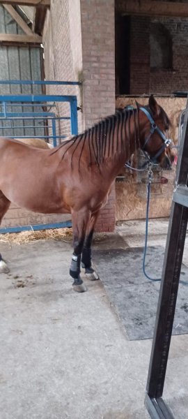 Ecuries des Bleugnies - photo 3