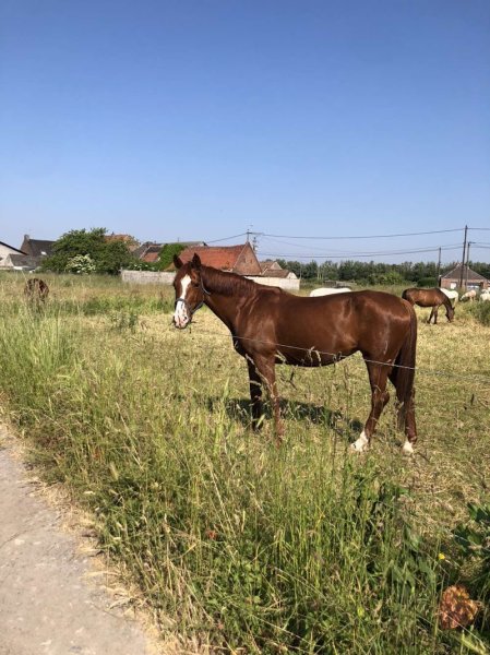 Les Ecuries Adèle - photo 3