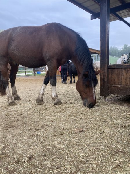 Les Ecuries de La Tuilerie - photo 2