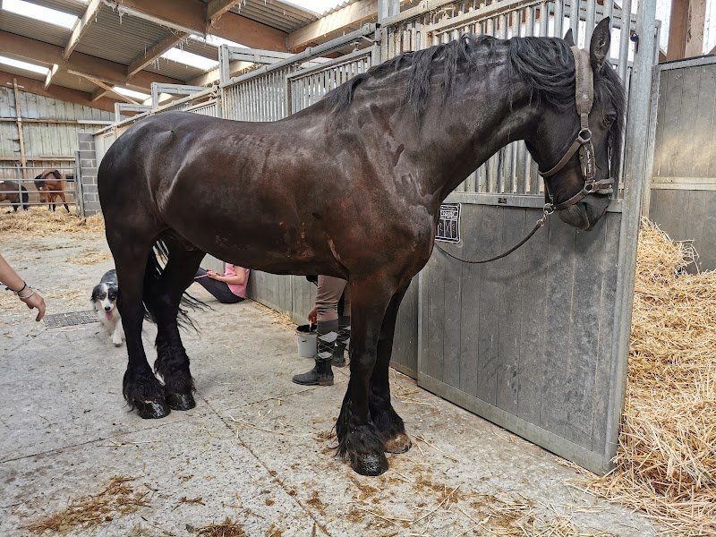 Haras du Lannoy - photo 3