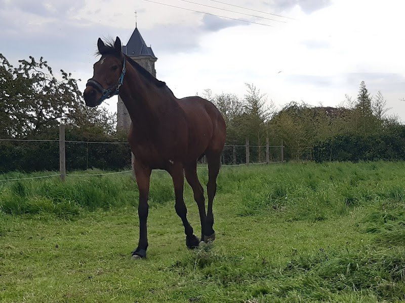 Les Ecuries De Fressies