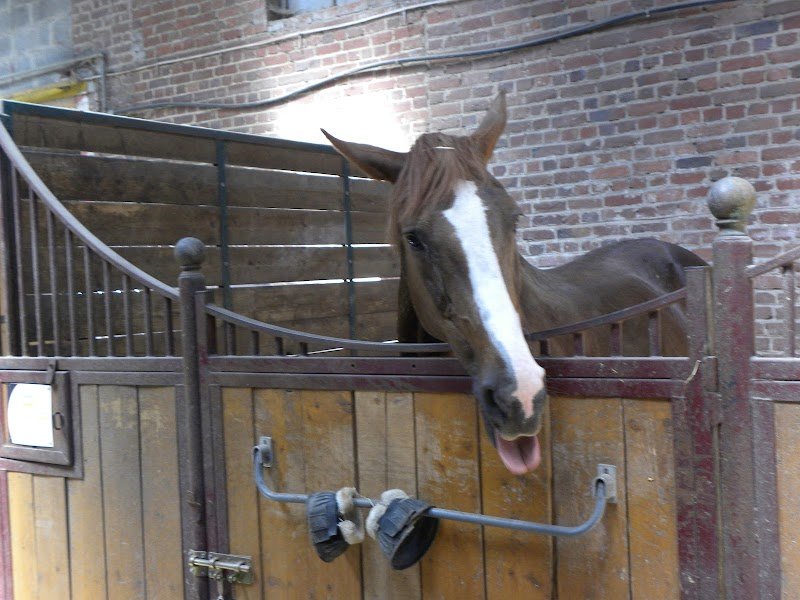 Le Haras Des Anges - photo 2