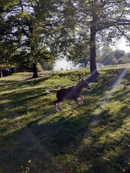 Ferme équestre du Grand Bois - photo 2