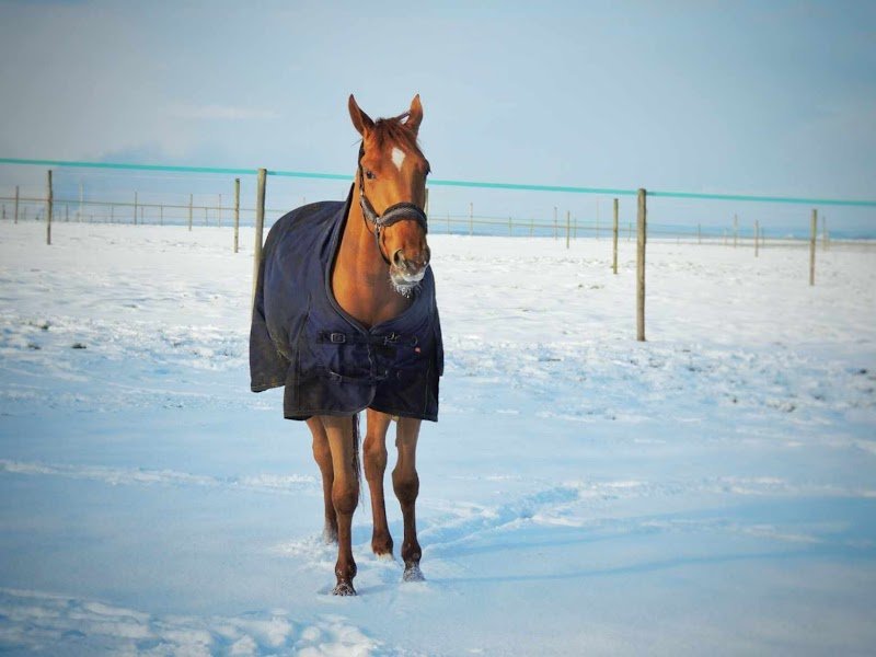 Ecurie du Tit'Horse - photo 3