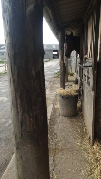 Écurie Du Cocq - photo 3