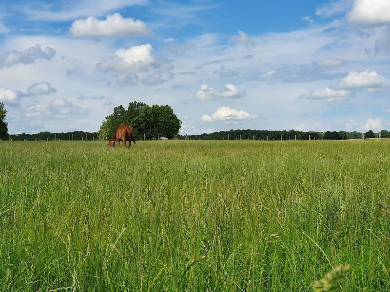 Écurie de l'Audace - photo 1