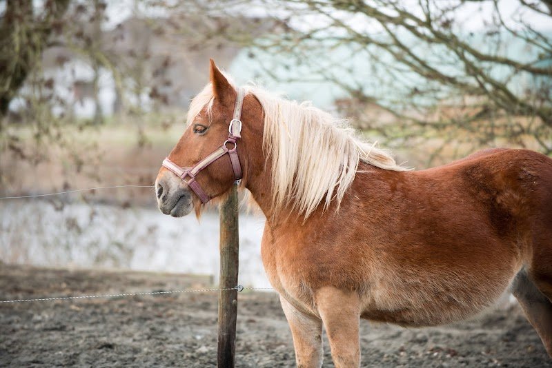 L Ecurie Valoria - photo 2