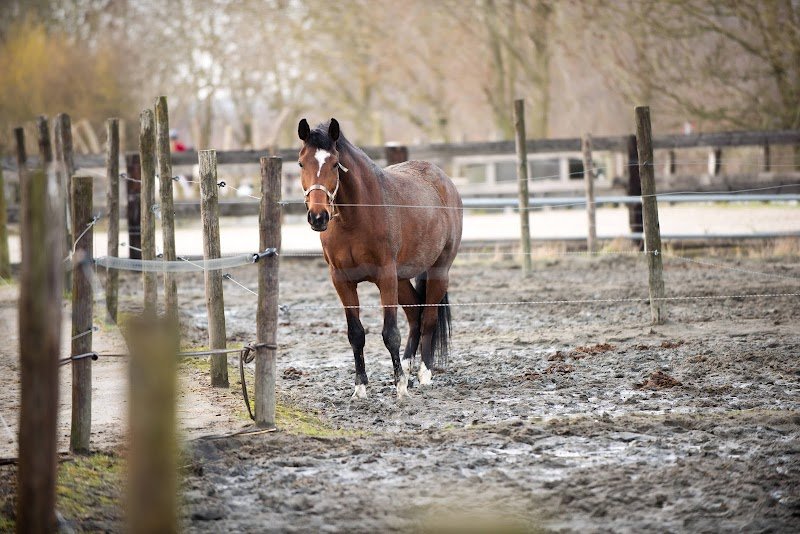 L Ecurie Valoria - photo 3