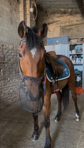 Ecuries La Haute Porte - photo 1