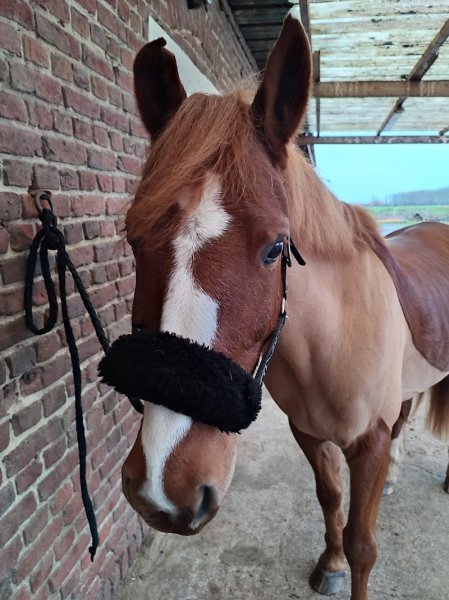 Ecuries La Haute Porte - photo 3