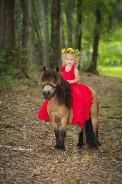 Centre Équestre de Frelinghien - photo 1