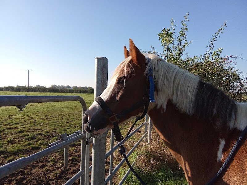 Ecuries de la Papote - photo 2