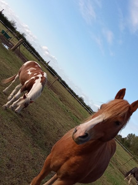 Ecuries de la Papote - photo 3