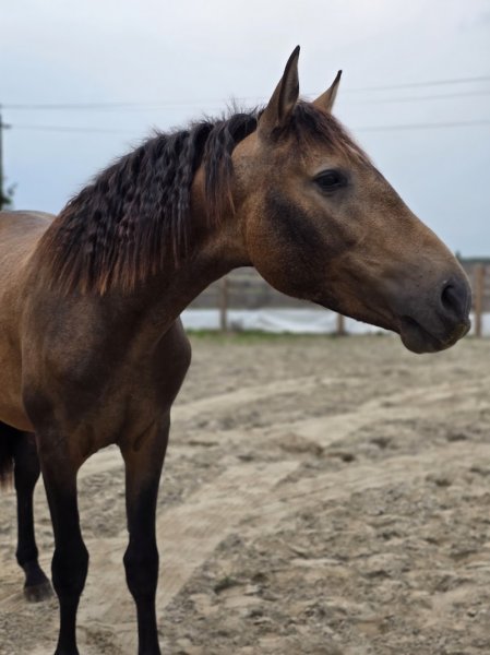 Ecurie Manélia - photo 1