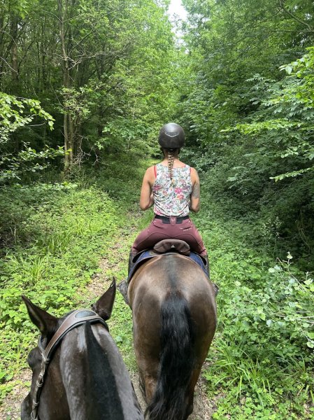 Ecurie Manélia - photo 2