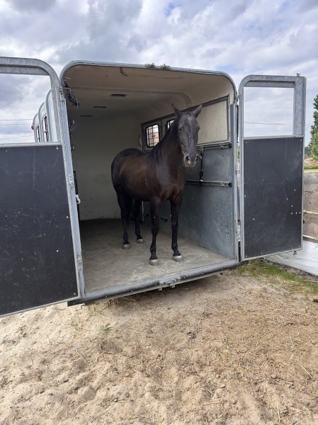 Ecurie Manélia - photo 3