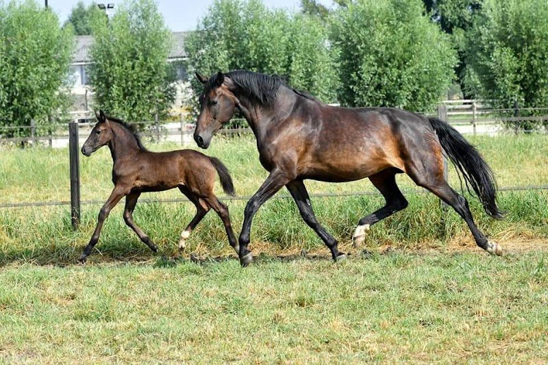 Ecuries de Brevam - photo 2