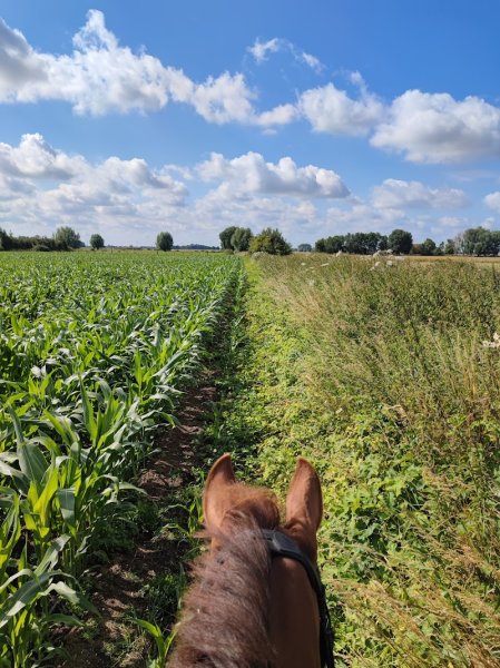 Ecuries de Brevam - photo 3