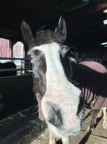 Les Ecuries Amerouette - photo 1