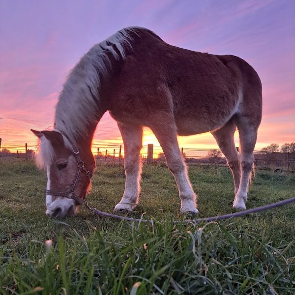 Ferme Equestre Du Marais Noir - photo 3