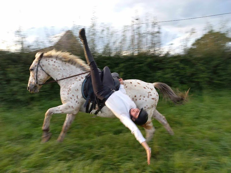 Les Ecuries du Pays de Cassel - photo 2