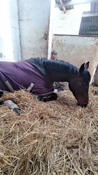 Ecurie du Heuvelland - photo 2