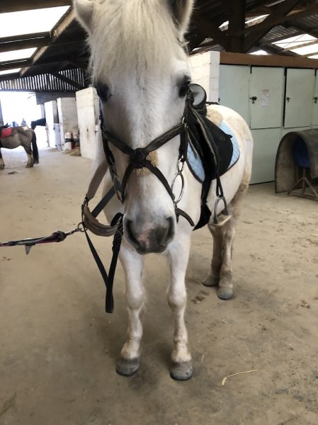 Ecurie du Heuvelland - photo 3