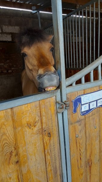 Centre équestre de Bouchain - photo 2