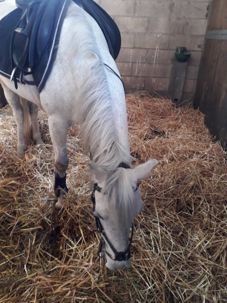 Les écuries du pré vert - photo 2