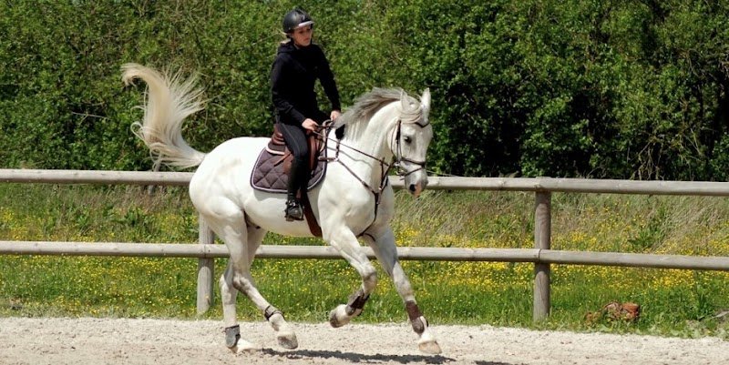 Haras de la Canteraine - photo 1