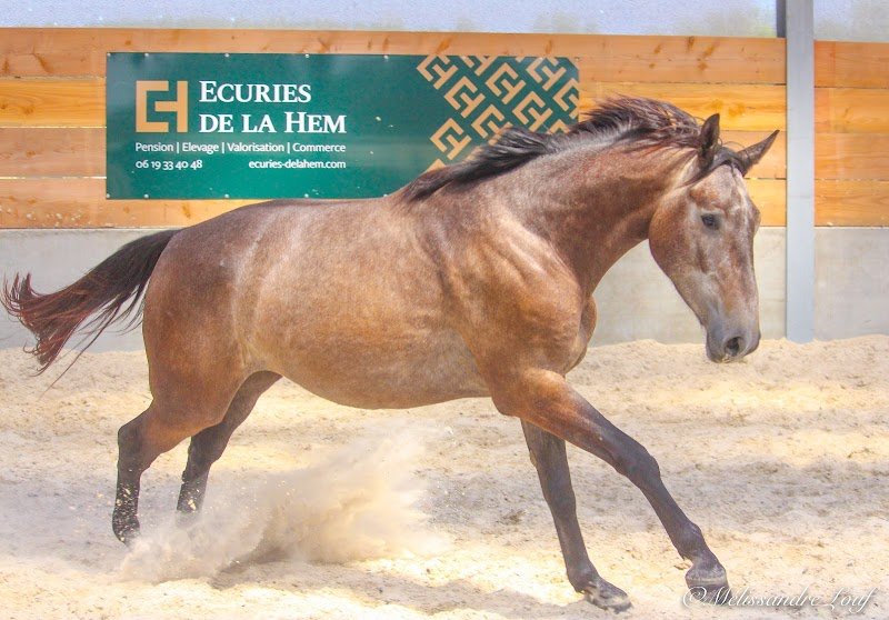 Écuries de la Hem - photo 1