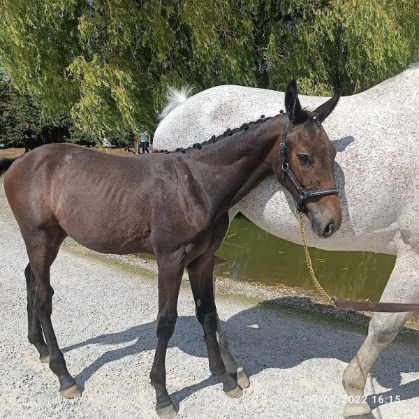 Écuries de la Hem - photo 2