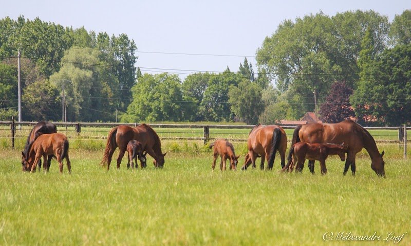Écuries de la Hem - photo 3