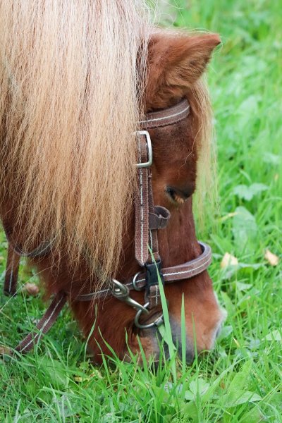 Les Écuries de Willems - photo 1