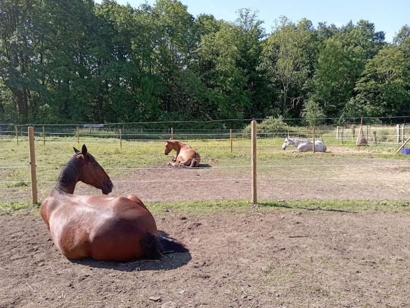 Ecurie comportementale SEDNA SELKY - photo 1