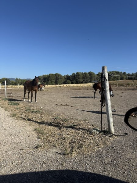 Écurie de Saint-Amand - photo 1