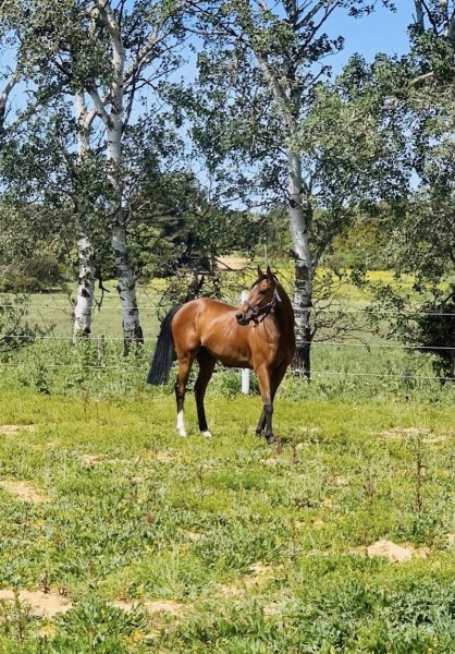 Écurie de Saint-Amand - photo 2