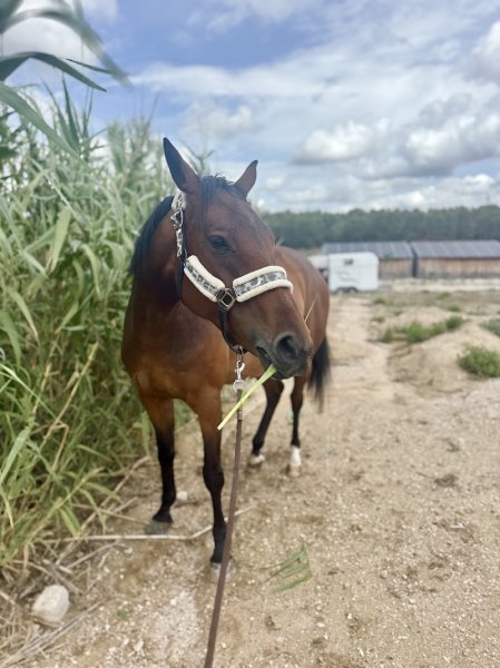 Écurie de Saint-Amand - photo 3