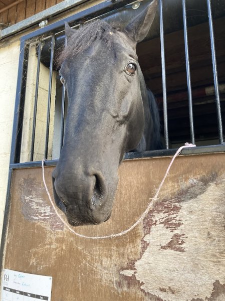 Écurie Broucqsault - photo 2