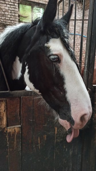 Les Ecuries Du Camajey - photo 2