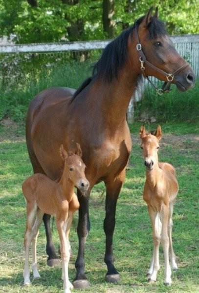 Les Ecuries du Tilleul