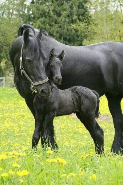 Les Ecuries du Tilleul - photo 2