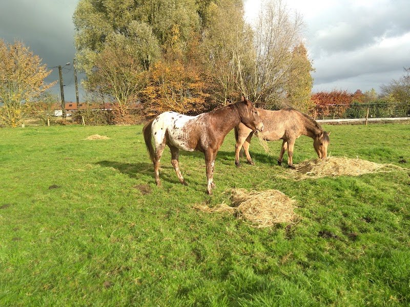 Ecuries du Clocotel - photo 2