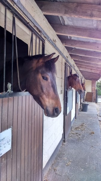 Centre Equestre de Phalempin - photo 1