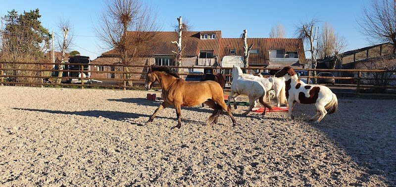 Haras de Virchel Écuries et Elevage - photo 3