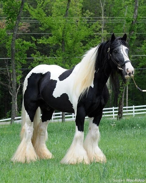 Centre Equestre de Timborne - photo 1