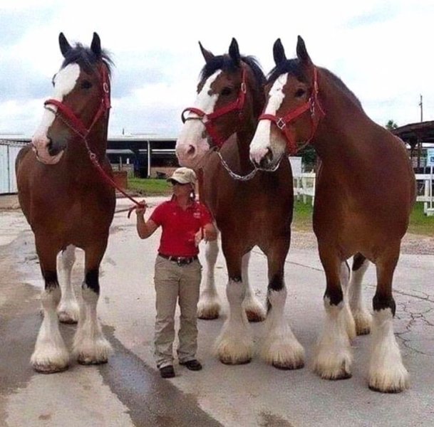 Centre Equestre de Timborne - photo 3